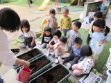 トマトの苗植え