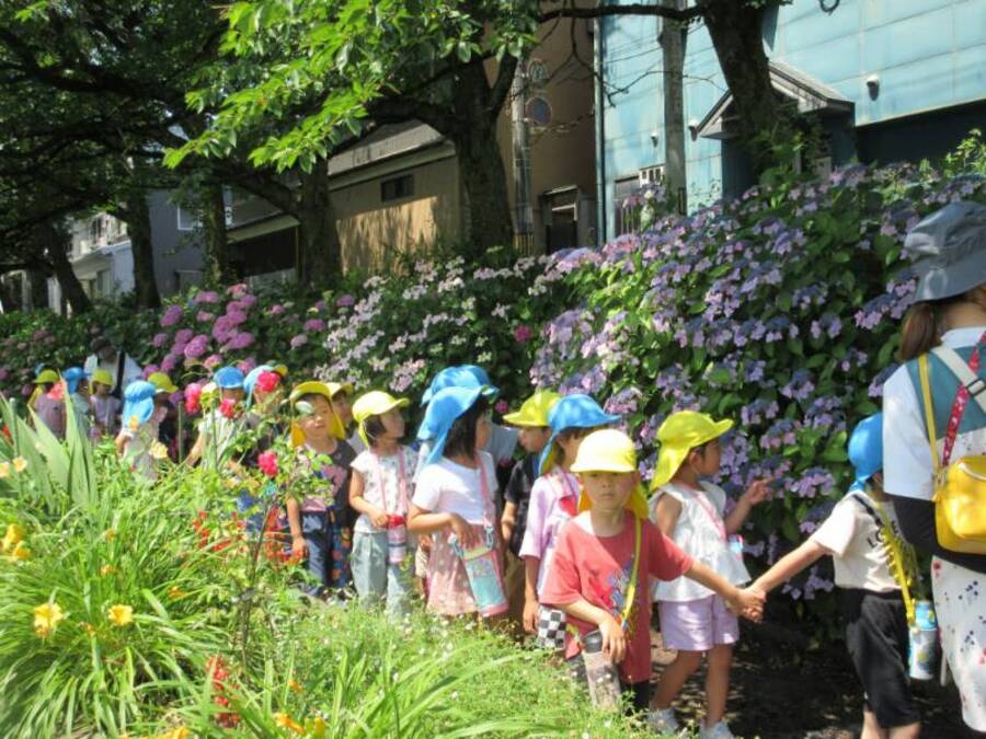 小矢部川の河原までゆり組さんとお散歩。春の桜もいいですが、この時期の河原も紫陽花がきれいで最高なんです!色とりどりの紫陽花たちがずーっと繋がっていて本当に見とれてしまうほどです。いろんな色、形の紫陽花を味わい、絵にも描いてみました。次は何のお花が楽しめるのかな。