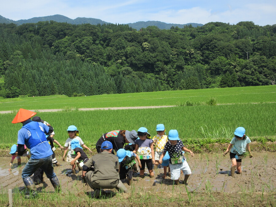 なべちゃん農場の渡辺さんとその仲間の方々の協力のもと、自分たちが種を蒔いた稲を使って田植えをしてきました。1度田植えを体験済みだった子どもたちはどんどん自分の力で先に進んでいき、とっても広い場所をみんなの手で植えることが出来ました。またその田んぼにはたくさんの生き物たちがおり、どの生き物にも興味深々!普通のカエルの卵だけでなく、珍しいモリアオガエルの卵も見ることができました。田植えだけでなく、大自然の中で様々なことを感じ、とても良い時間を過ごすことができました。