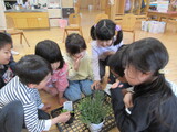 ハーブの種まき