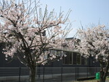 今日から新学期スタート！