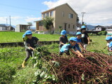 さつまいも掘りしたよ