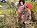 蓑口さんの稲刈り