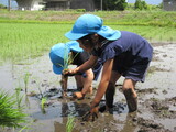 田植え体験しました。