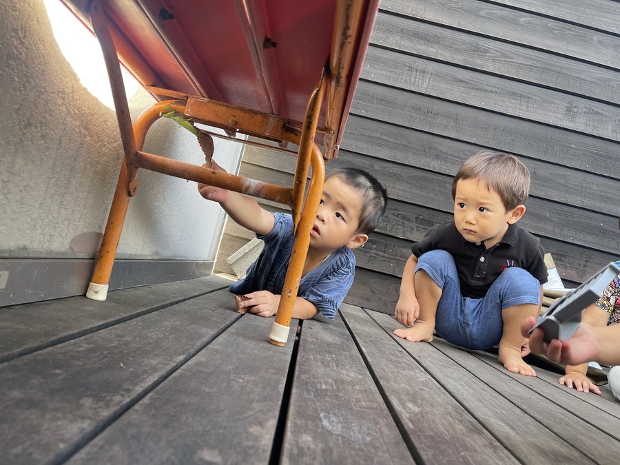 園庭でかまきりと出会いました。お部屋でしばらく一緒に過ごすことにしました。「何食べるのかな?」図鑑で調べてみると、「バッタ食べるんやって!」エサの用意はちょっぴり可哀そうな気持ちになったので、帰る前に逃がしてあげることにしました。「元気でね!また遊ぼうね!」ベランダを歩くかまきりに興味深々で帰りの時間になるまで傍を離れないたんぽぽ組さんでした。