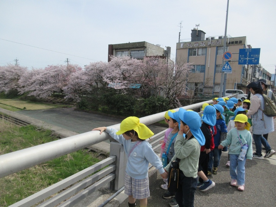 「さくらってピンク色でかわいい」春のぽかぽか天気の中、ばら組さんと小矢部川の河川敷まで散歩に行ってきました。少し遠い距離もばら組さんと一緒なら心強く、元気いっぱい歩いて行けました!河川敷では満開の桜を見ながら、鬼ごっこをしたり春のお花を探したりしてきましたよ。