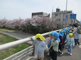 5月　ゆり組だより