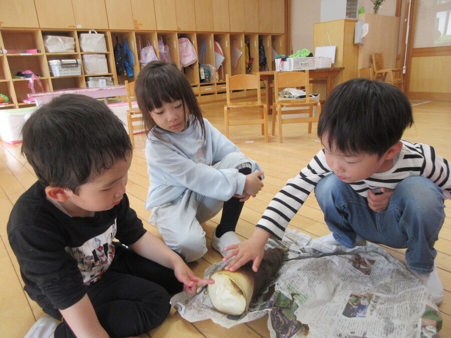 「たけのこって面白い」今が旬のたけのこが届き、みんなで観察!”毛がフワフワしてる””皮のお洋服着てるみたい””チクチクの葉っぱが出てる”などたくさんのことに気付いたり、見つけたりしていました。最後には皮も剥いて、おひげにしたり、ツノにしたりして遊びました。次の日はそのたけのこを給食のお味噌汁に入れてもらい、食べましたよ。子どもたちも大喜びでした!