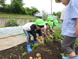 じゃがい芋掘りに行ってきたよ～
