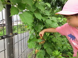 野菜探検