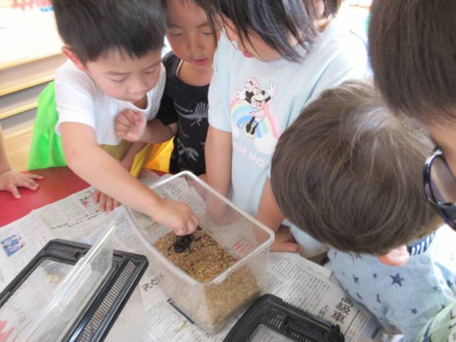 ある月曜日の朝、幼虫だったはずのカブトムシが成虫となり脱走して発見されました。脱走事件を聞きつけて他のクラスのお友だちもカブトムシを探してくれ、一緒になって成虫になったことを喜びました♪もう1匹も一緒の日に成虫になっており、2匹のオスのカブトムシが誕生!ゆりぐみさんからメスのカブトムシを分けてもらいお世話中です。