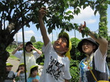 梅の実、収穫したよ。