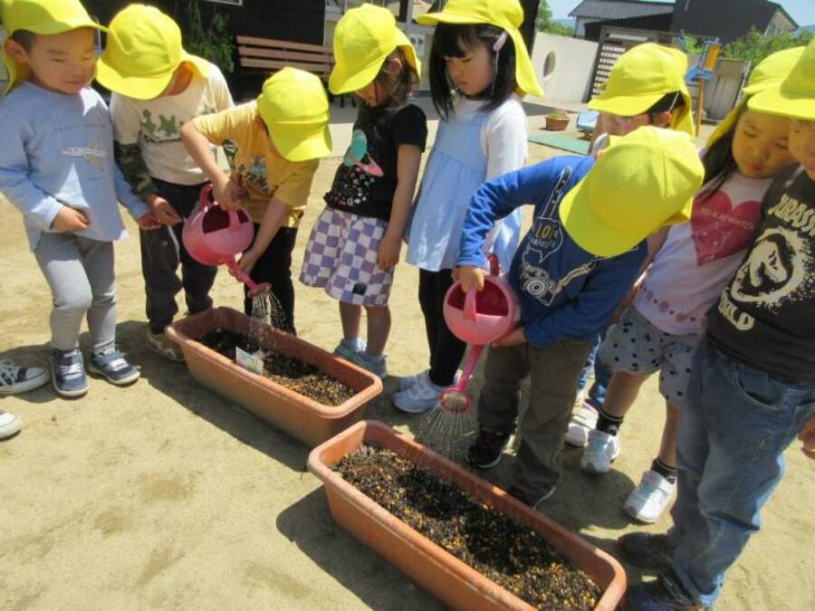 『あさがおアパート』の紙芝居を読んだ後、みんなであさがおの種を水につけて、背中がぱっくり割れてくるか観察しました。「まだかな~!?」と1時間ごとに確認をしていた子どもたちですがその日は割れず。「明日幼稚園来たら背中のチャックあいとるかもしれんね♪」と・・・次の日、登園するなりリュックのまま種チェック!!すると背中のチャックがあいていて、「わぁー!あいとる!見て!お寝坊さんだったんだ」と友達に伝え合う姿が見られました。プランターと畑に2種類の花の種を植えました。毎日「大きくなってね~」と声をかけながら水やりをしています。