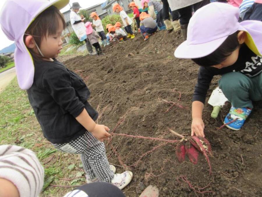 幼稚園の畑のおいもほり。「何かでてくるの?」「えっおいも?」不思議そうに見ているお友だち! なんとか取ろうと頑張るお友だち! 土の中から美味しいものが出てくるのは信じられないお友だち いろんな初めてを経験しました