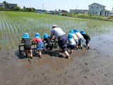 田植え体験