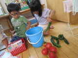 夏のお野菜