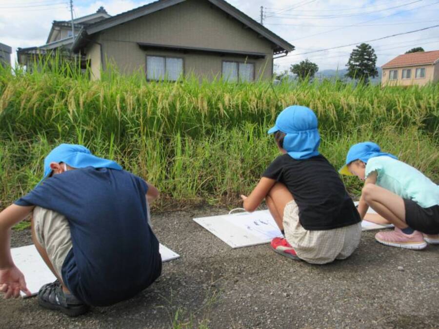 ぼくたちが苗を植えた時とどこが変わったかな。もみ一粒一粒にお米が入っているのを感心しながら写生をしました。穂が垂れているところや葉がかたくざらざらになっていることを見つけて描きました。葉っぱに雨粒がぽつぽつ乗っているのもお気に入り!