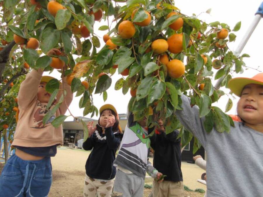 幼稚園の柿の食べごろを今か今かと楽しみにしていた子どもたち。柿が食べごろを迎えると自分で好きな柿を選んで収穫し、すぐに先生に皮を剥いてもらいました。その時の子どもたちのキラキラの笑顔がとても素敵なんです☆彡こんなにも採れたてを味わうことができ、幸せで溢れているのでしょうね。園庭の柿だけでなく、園で作った干し柿もいただき秋の味覚をたくさん味わうことが出来ました。