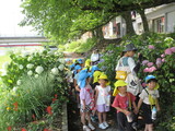 小矢部川の紫陽花