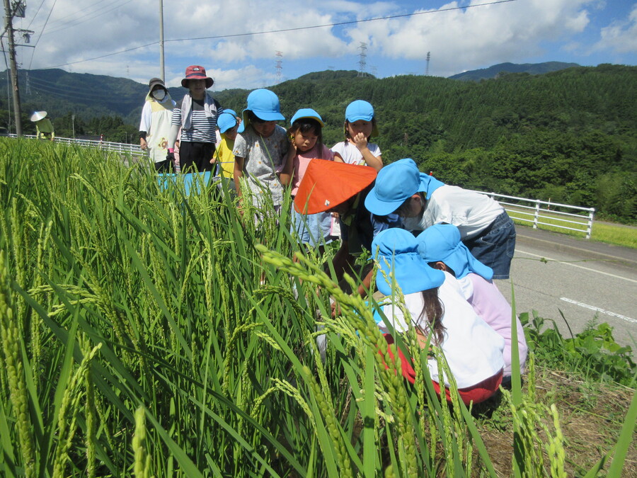 なべちゃん農場へ「生き物調べ」に行ってきました。田んぼをのぞいてみるとたくさんの生き物たちを発見!幼稚園の近くの田んぼではなかなか見ることのできない生き物もたくさんいました。みんなが見つけた生き物たちがお米を守ってくれているんだそうです。自然の力ってすごいですね!6月にみんなで田植えをした稲たちもとっても大きくなっていました。稲刈りがより楽しみになりました♪