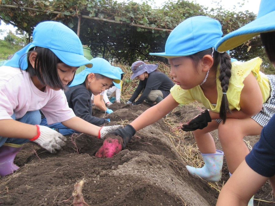 片田さんの畑や幼稚園の畑で芋ほりをしました。掘ったお芋を「フレー、フレーさつまいも!」と旗のように振っている子、掘っている途中でばったり遭遇してしまった何かの幼虫集め(子ども達はカブトムシと信じていましたが)に大忙しの子、友だちが苦戦していると手伝ってくれる芋ほり助っ人の子、収穫の喜びを体全体で味わいました。