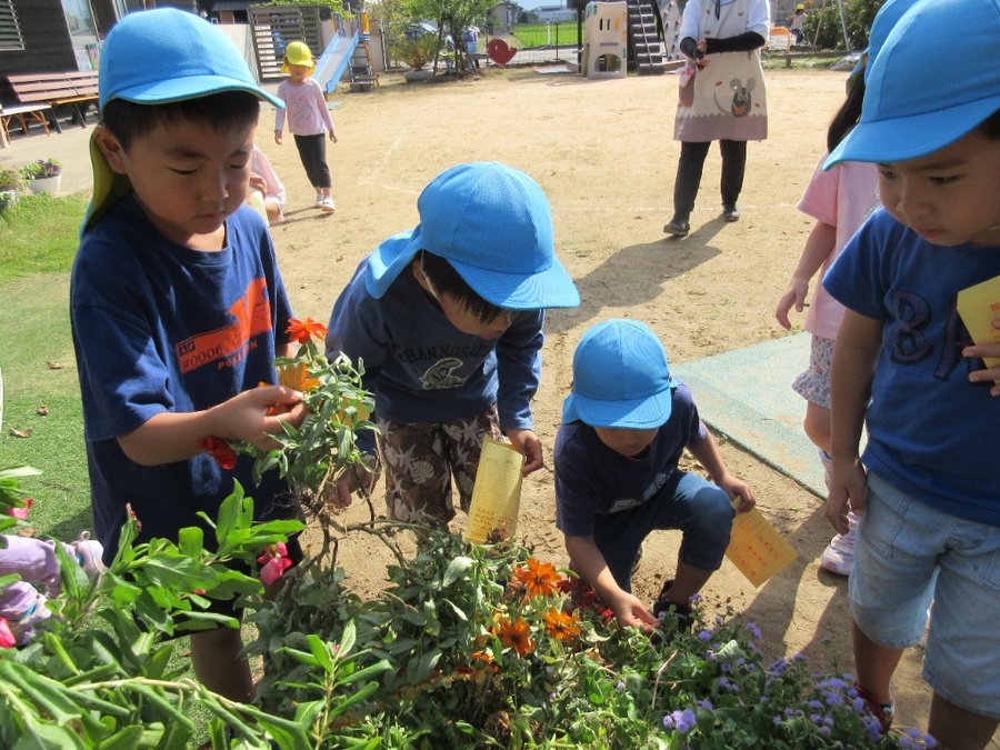 夏のお花達が終わりに近づき、種を発見したことから“種見つけ”をしました。枯れたお花の中に種があるものやさやの中に入っているものなど様々で子ども達は新しい発見に驚き、興味津々でした。普段、何気なく見ていたツユクサやスミレにも小さな種を見つけたり、稲やどんぐりも種だと気づきました。その他にも頂いたアケビやザクロの種も大事にして、欲しい人は自分の見つけた種と交換する「たね屋さんコーナー」もありますよ。
