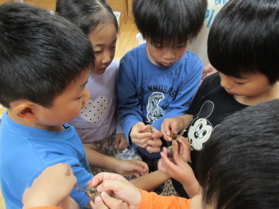 吉江中で見つけたどんぐりを広げてみんなで”くらべっこ”。でぶっちょチャンピオン、ちびっこチャンピオン、どんぐりの芽がでた長いちょんまげチャンピオンなど、面白いどんぐりがいっぱい見つかりました。どんぐり迷路やどんぐり人形などいろいろと作って楽しんでいます♪