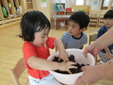 もみもみ・・・紫蘇で色水あそび