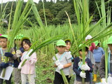 小院瀬見で（マコモダケの収穫）