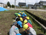 今日植えたもの　な～んだ？