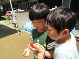 幼稚園でいちご狩り