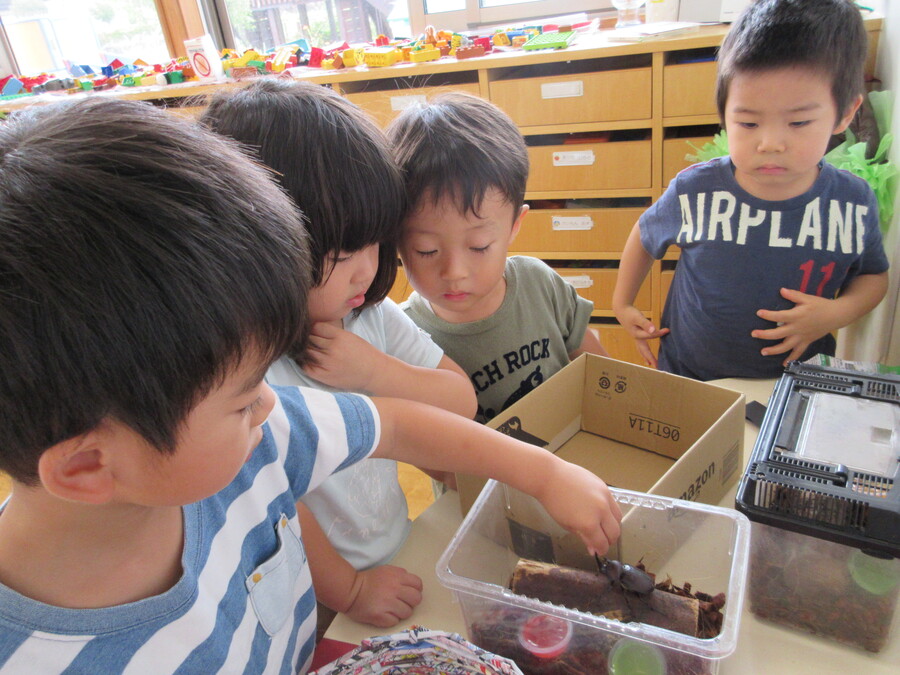 子どもたちの毎日の日課はカブトムシにゼリーをあげること。「ゼリーあげんなん!」と誰かが気づくと「ぼくも!」「わたしも!」ゼリーの取り合いが始まります。蓋があけられず困っている友だちに気づき自らあけてあげるお友だちも。みんなでカブトムシのお世話をしています。また鈴虫さんがお部屋に仲間入りをし、毎朝素敵な鳴き声を感じ、秋が近づいていることを感じています♪