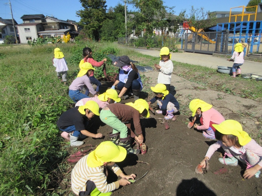 今月は幼稚園の畑の芋堀りです!9月に一度芋堀りの体験をしているからか、地道にコツコツ最後まで諦めずに掘り続けるゆり組さんでした。「次はどこ?」「手伝ってー!」などみんなで声を掛け合って協力しながらたくさんのお芋を掘ることが出来ました☆