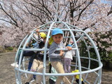 お花見散歩（お宮さんへ）
