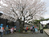 今日も桜がきれいです！