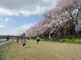 5月　ばらぐみだより