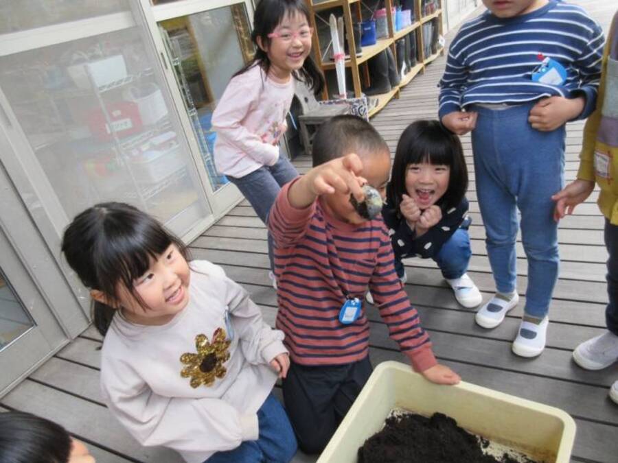 先生が貰ってきたカブトムシの幼虫。飼育ケースをひっくり返してみると3匹の幼虫が。思っていたより大きい幼虫にみんなビックリ!「きもちわるー!」の声もたくさんでしたが、触っているお友だち、先生の姿を見て触ってみるお友だちがたくさん。透明ボトルに入れて観察中です。オスかな?メスかな?みんな楽しみにお世話してくれています。