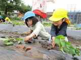 さつまいもの苗植え