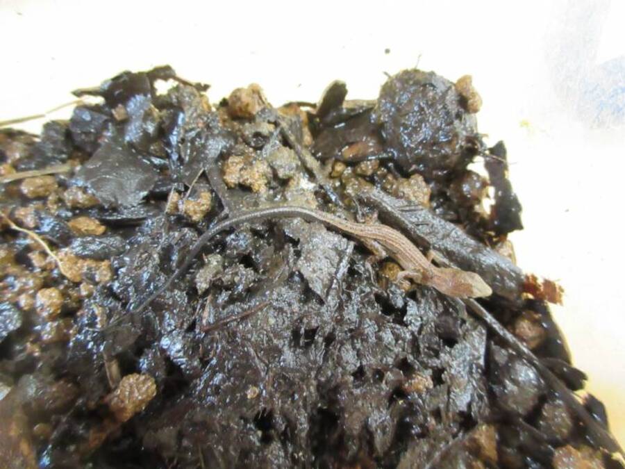 みんなで驚いたカナヘビの産卵。ねいの里の方のアドバイスを受け、卵が乾かないように毎日霧吹きで水をかけてお世話していました。するとお休み明けの月曜日、虫かごの中で動くものを発見!なんと赤ちゃんが生まれていました!これには子どもたちも先生もビックリ!!しばらく育ててみようと生きている虫を捕まえていましたが、これがまたなかなか難しい。ある事件をきっかけに自然に還してあげました。今も幼稚園の近くで元気に大きくなっているといいな。