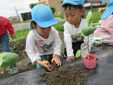 夏野菜の苗植え