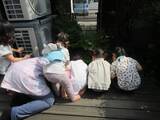 7月   たんぽぽ・つくし組だより