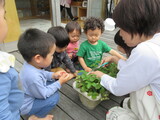 いちごの収穫