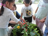 寄せ植え作り