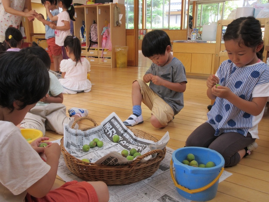 近くの先生の家へ梅狩りに出かけました。たくさんなっている梅をバケツいっぱいに採って「重いー!」と言いながらも「でも持つ!」と頑張って運ぶ逞しいゆり組さんです。一生懸命とってきた梅はみんなで梅ジュースにして「まだかな~」と心待ちにしながら毎日を過ごしています。