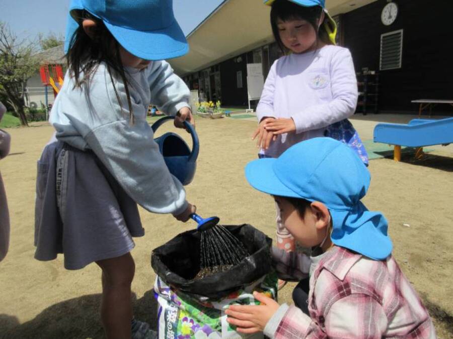 野菜栽培第1弾、じゃがいも植えをしました。「土の入った袋に種イモをいれるだけで本当にできるのかな?」ちょっぴり疑問を持ちながら2つの袋に栽培を始めました。いつ芽がでるのか楽しみにしながらみんなで観察中です。