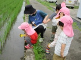 7月　たんぽぽ　つくし・つぼみ組だより