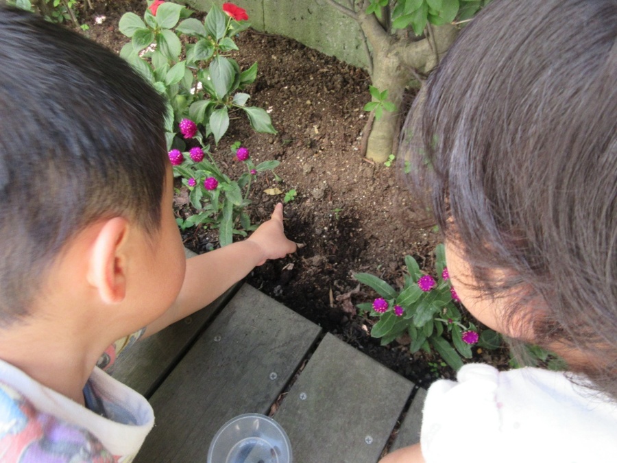 お部屋のベランダで見つけただんごむしやかたつむり。毎朝「おはよう!」と挨拶をしてから一日が始まります。かたつむりにあげる野菜でウンチの色がかわったり、皮だけ残ったきゅうりの中にいるかたつむりを見て、「かくれんぼしとる!」と話したり、いろんな発見を楽しんでいます♪