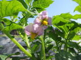 野菜の生長