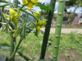 夏野菜、なってきたよ。
