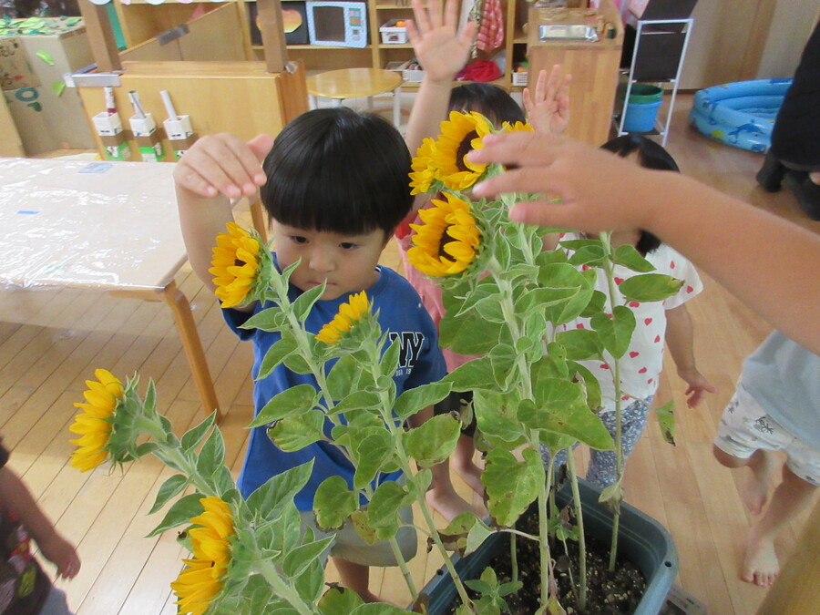 5月に植えたひまわりがようやく花を咲かせてくれました☆毎日水やりをしながら「まだ咲かないねえ」と5,6月...しかし7月に入り水遊びをしていると「あ、なんか黄色いの見える」「おっきくなった?」とだんだんひまわりに変化がっ!満開の花が咲くと「あ!咲いた!ひまわり~♡」気づいてじっと見つめる子どもたち、みんなよりひまわりの方が大きくなっていてびっくりしたね^^